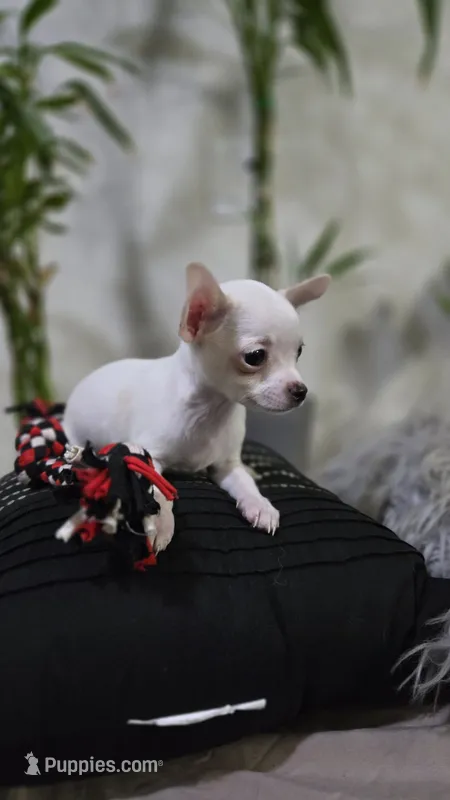 Ghost – Chihuahua puppy for sale in Orlando, FL