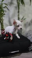 Ghost, a male Chihuahua for sale in Orlando, FL – 1 of 4