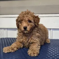 Kanela, a female Poodle - Toy  for sale in Orlando, FL – Photo 1 of 3