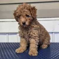 Kanela, a female Poodle - Toy  for sale in Orlando, FL – Photo 2 of 3