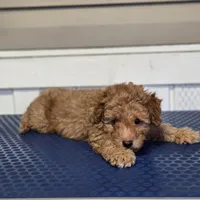 Kanela, a female Poodle - Toy  for sale in Orlando, FL – Photo 3 of 3