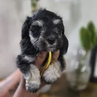 Sofy, a female Miniature Schnauzer for sale in Orlando, FL – 2 of 3
