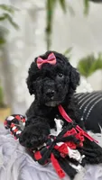 Mori, a female Poodle - Standard  for sale in Orlando, FL – 1 of 1