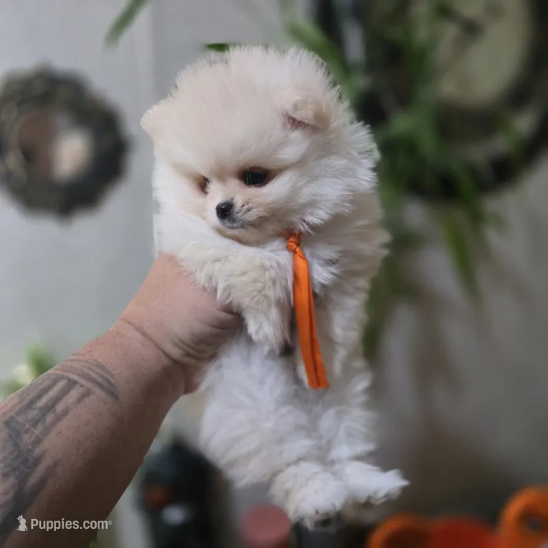 Archie – Pomeranian puppy for sale in Orlando, FL