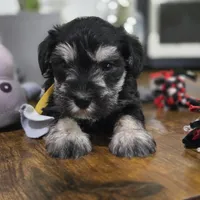 Sofy, a female Miniature Schnauzer for sale in Orlando, FL – 1 of 3