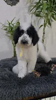 Sol, a female Poodle - Standard  for sale in Orlando, FL – 3 of 3