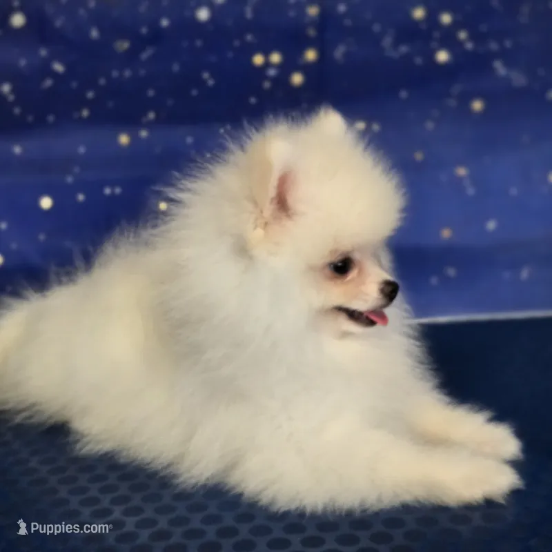 Tommy  – Pomeranian puppy for sale in Orlando, FL
