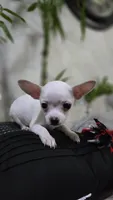 Ghost, a male Chihuahua for sale in Orlando, FL – 2 of 4