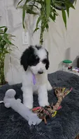 Lilita, a female Poodle - Standard  for sale in Orlando, FL – 3 of 3