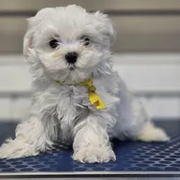 Sunny, a male Maltese for sale in Orlando, FL – Photo 2 of 3