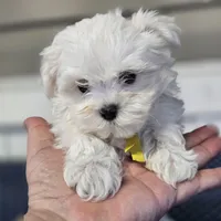 Sunny, a male Maltese for sale in Orlando, FL – Photo 1 of 3