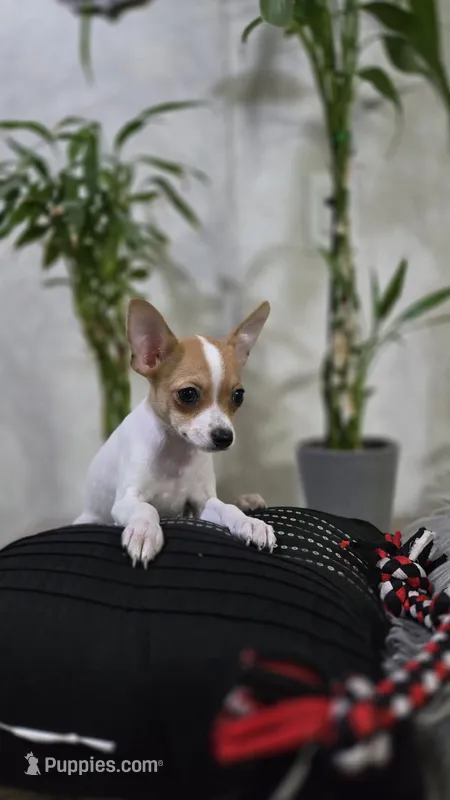 Olivia – Chihuahua puppy for sale in Orlando, FL
