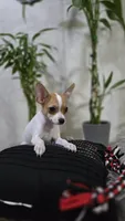 Olivia, a female Chihuahua for sale in Orlando, FL – 1 of 3