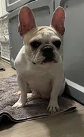 Mishu, a female French Bulldog for sale in Las Vegas, NV – 7 of 8