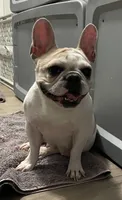 Mishu, a female French Bulldog for sale in Las Vegas, NV – 8 of 8