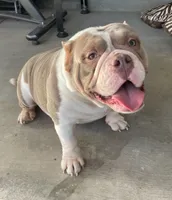 Missy, a female American Bulldog for sale in Las Vegas, NV – 2 of 4