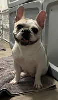 Mishu, a female French Bulldog for sale in Las Vegas, NV – 5 of 8