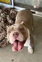 Missy, a female American Bulldog for sale in Las Vegas, NV – 4 of 4