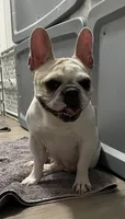 Mishu, a female French Bulldog for sale in Las Vegas, NV – 6 of 8
