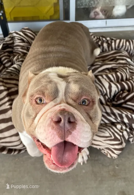 Missy – American Bulldog puppy for sale in Las Vegas, NV