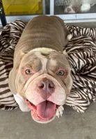 Missy, a female American Bulldog for sale in Las Vegas, NV – 1 of 4