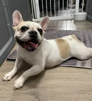Mishu, a female French Bulldog for sale in Las Vegas, NV – 2 of 8
