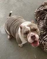 Missy, a female American Bulldog for sale in Las Vegas, NV – 3 of 4