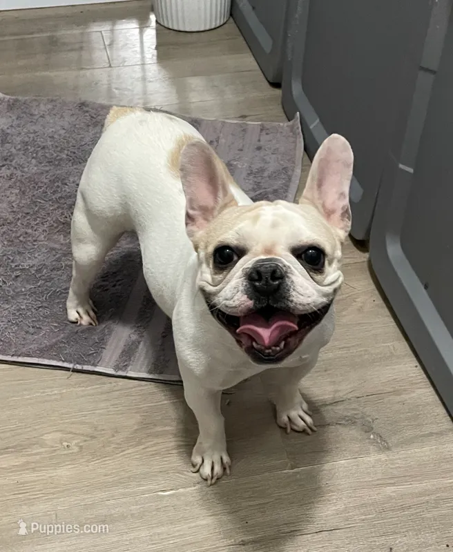 Mishu – French Bulldog puppy for sale in Las Vegas, NV