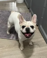 Mishu, a female French Bulldog for sale in Las Vegas, NV – 1 of 8