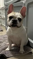 Mishu, a female French Bulldog for sale in Las Vegas, NV – 4 of 8