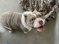 Missy, a female American Bully for sale in Las Vegas, NV – Photo 9 of 10