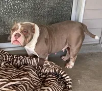 Missy, a female American Bully for sale in Las Vegas, NV – Photo 4 of 10