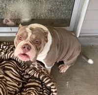 Missy, a female American Bully for sale in Las Vegas, NV – Photo 8 of 10