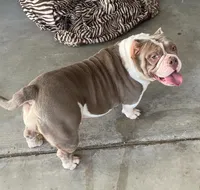 Missy, a female American Bully for sale in Las Vegas, NV – Photo 5 of 10