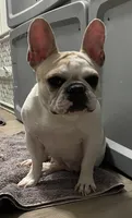 Mishu, a female French Bulldog for sale in Las Vegas, NV – 3 of 8