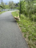 Yoshi , a male Miniature Goldendoodle for sale in Henrico, VA – 3 of 4