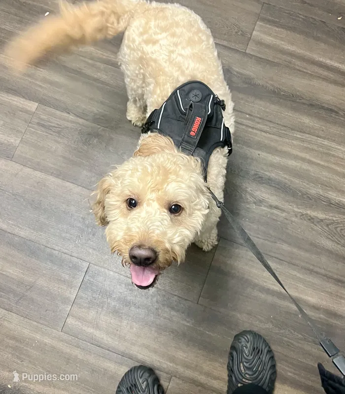 Yoshi , a male Miniature Goldendoodle for sale in Henrico, VA – 1 of 4
