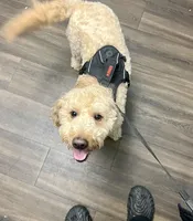 Yoshi , a male Miniature Goldendoodle for sale in Henrico, VA – 1 of 4