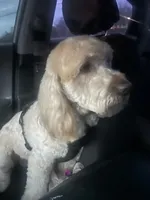 Yoshi , a male Miniature Goldendoodle for sale in Henrico, VA – 2 of 4