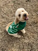 Yoshi , a male Miniature Goldendoodle for sale in Henrico, VA – 4 of 4