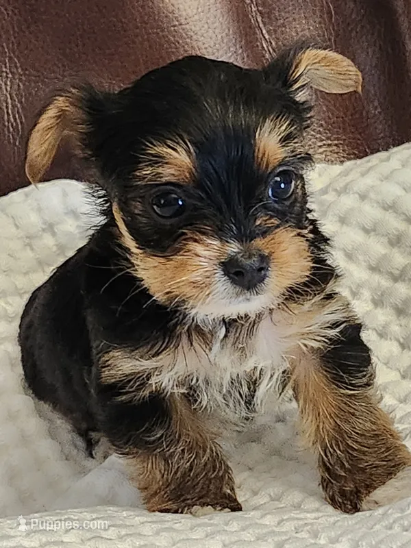 Barbara Ann – Yorkshire Terrier puppy for sale in Bristol, VA