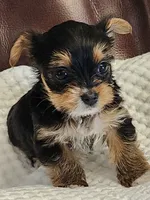 Barbara Ann, a female Yorkshire Terrier for sale in Bristol, VA – 1 of 8