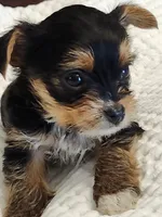 Barbara Ann, a female Yorkshire Terrier for sale in Bristol, VA – 7 of 8