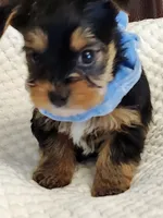 Chester, a male Yorkshire Terrier for sale in Bristol, VA – 3 of 8