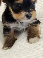 Barbara Ann, a female Yorkshire Terrier for sale in Bristol, VA – 8 of 8