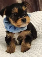 Chester, a male Yorkshire Terrier for sale in Bristol, VA – 6 of 8