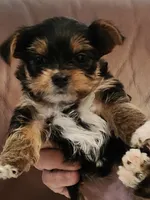 Barbara Ann, a female Yorkshire Terrier for sale in Bristol, VA – 3 of 8