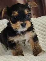 Barbara Ann, a female Yorkshire Terrier for sale in Bristol, VA – 5 of 8