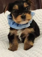 Chester, a male Yorkshire Terrier for sale in Bristol, VA – 2 of 8