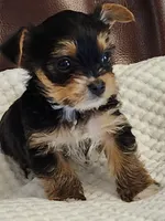 Barbara Ann, a female Yorkshire Terrier for sale in Bristol, VA – 6 of 8